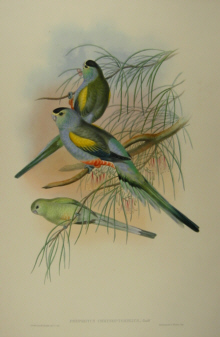 John Gould Birds of Australia Supplement